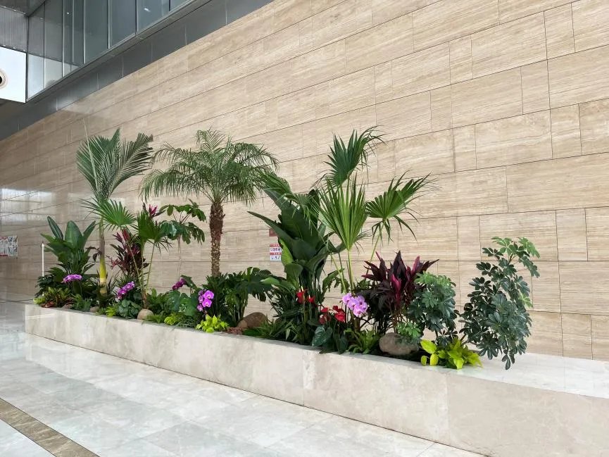 超值植物租赁在宁波慈溪，价格实惠魅力难挡